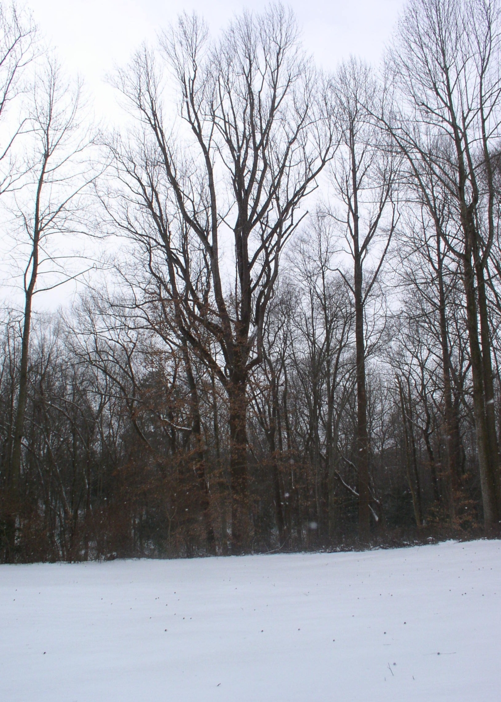 trees